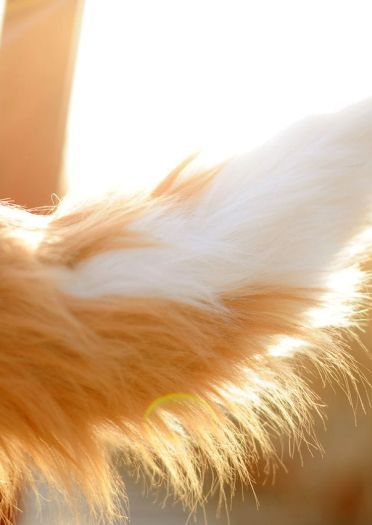 狼与香辛料 赫萝cos