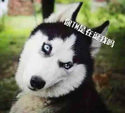 哈士奇系列趣味表情包 藐视一切的物种