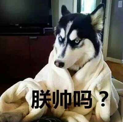 哈士奇系列趣味表情包 藐视一切的物种