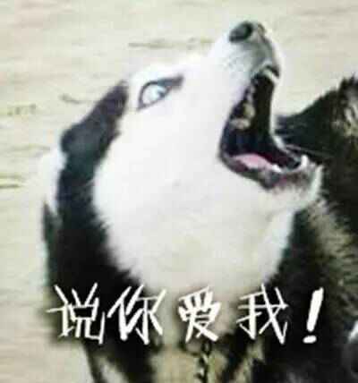 哈士奇系列趣味表情包 藐视一切的物种