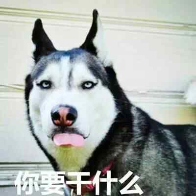 哈士奇系列趣味表情包 藐视一切的物种
