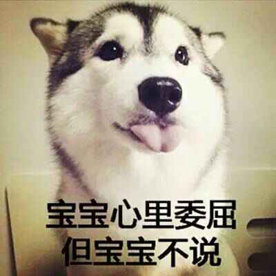 哈士奇系列趣味表情包 藐视一切的物种