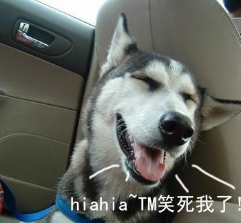 哈士奇系列趣味表情包 藐视一切的物种