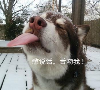 哈士奇系列趣味表情包 藐视一切的物种