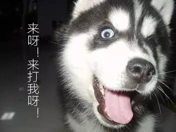 哈士奇系列趣味表情包 藐视一切的物种