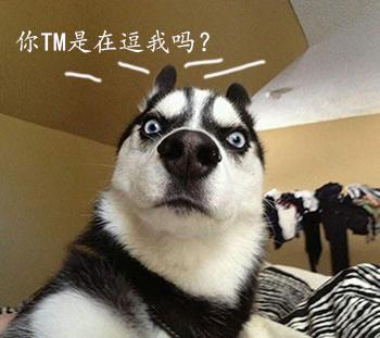 哈士奇系列趣味表情包 藐视一切的物种