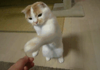 喵星人GIF 猫咪动态图表情包