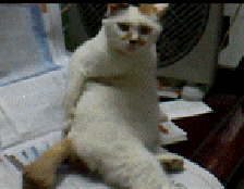 喵星人GIF 猫咪动态图表情包