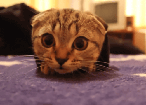 喵星人GIF 猫咪动态图表情包