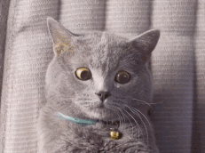 喵星人GIF 猫咪动态图表情包