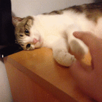喵星人GIF 猫咪动态图表情包