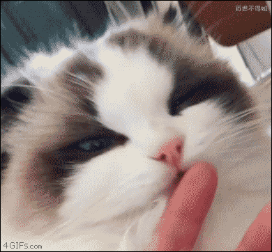 喵星人GIF 猫咪动态图表情包