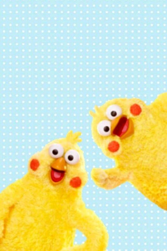 新晋网红 鹦鹉兄弟手机壁纸收集(1)