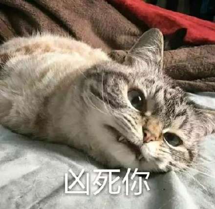 猫咪超凶 世界最凶的猫咪表情包