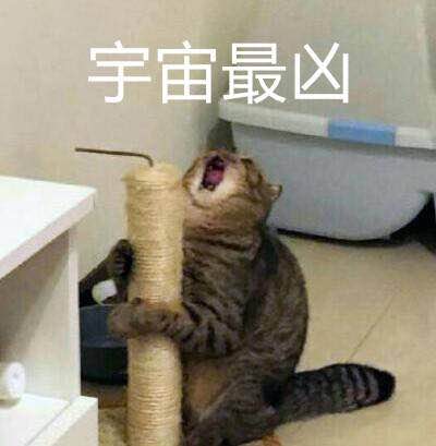 猫咪超凶 世界最凶的猫咪表情包