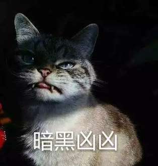 猫咪超凶 世界最凶的猫咪表情包