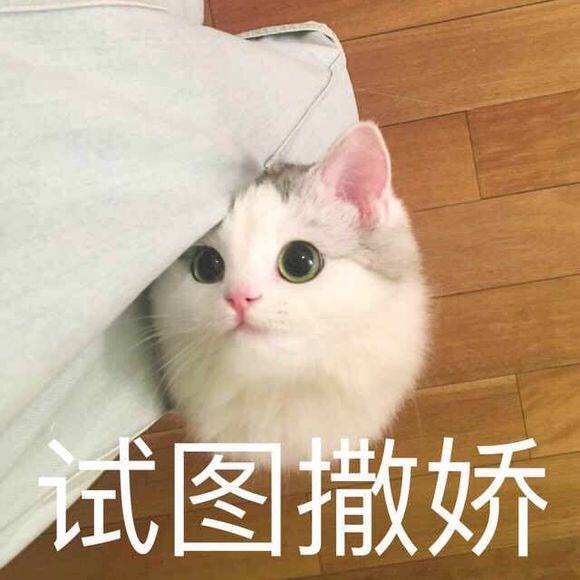 超可爱猫咪系列表情包 撒个娇萌死你