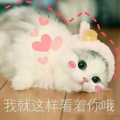 超可爱猫咪系列表情包 撒个娇萌死你