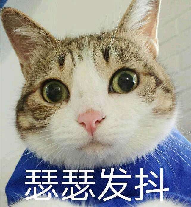 超可爱猫咪系列表情包 撒个娇萌死你