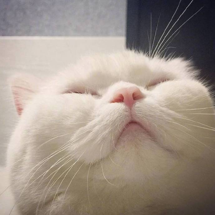 摸一下一只小鱼干 超萌喵星人头像