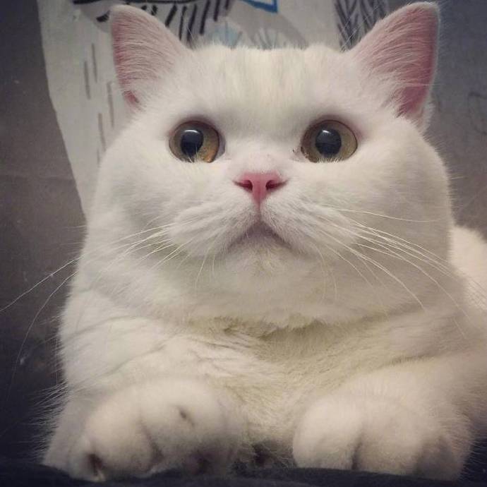 摸一下一只小鱼干 超萌喵星人头像