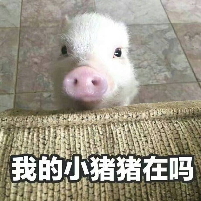 心肥意冷 可爱小猪猪表情包