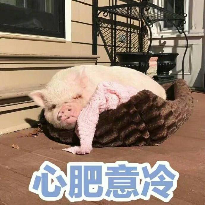 心肥意冷 可爱小猪猪表情包