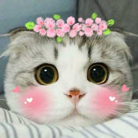 老子真可爱--动漫校园斗图表情第二弹