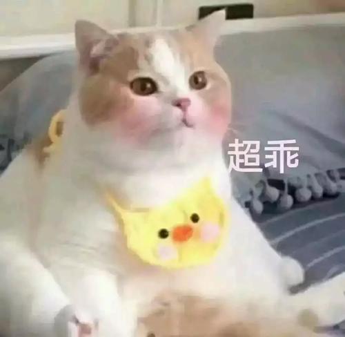 撩妹可爱呆萌猫斗图沙雕表情包