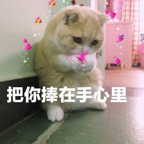撩妹可爱呆萌猫斗图沙雕表情包