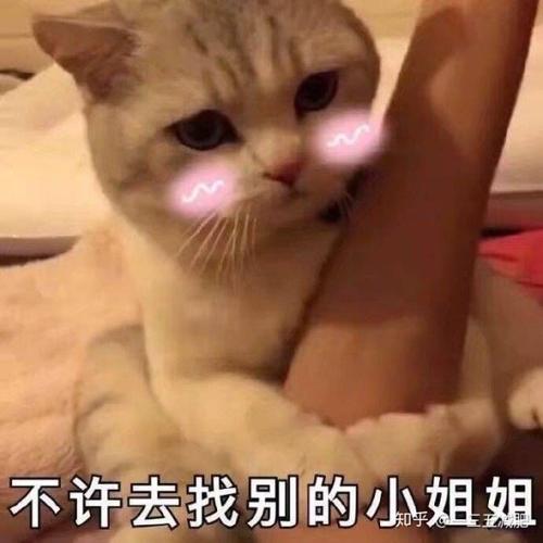 撩妹可爱呆萌猫斗图沙雕表情包