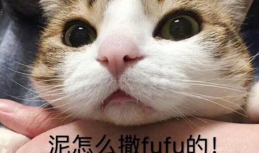 撩妹可爱呆萌猫斗图沙雕表情包第二弹
