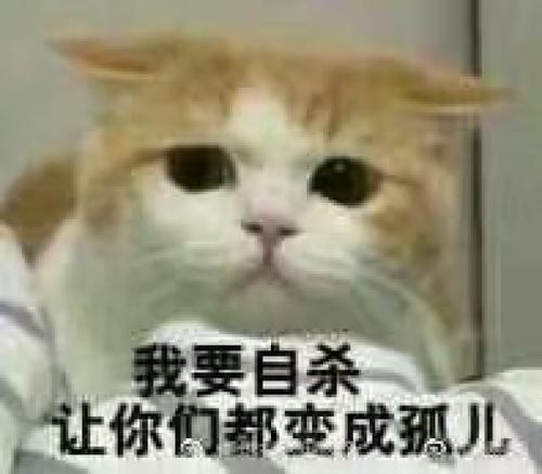 撩妹可爱呆萌猫斗图沙雕表情包第二弹