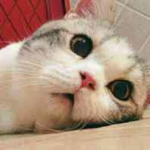 撩妹可爱呆萌猫斗图沙雕表情包第二弹