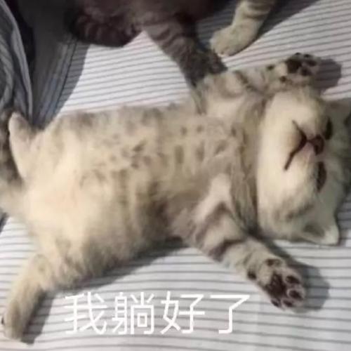 撩妹可爱呆萌猫斗图沙雕表情包第二弹