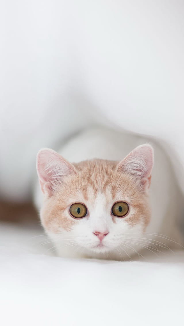 猫咪与仓鼠 萌娘手机壁纸5-12下载