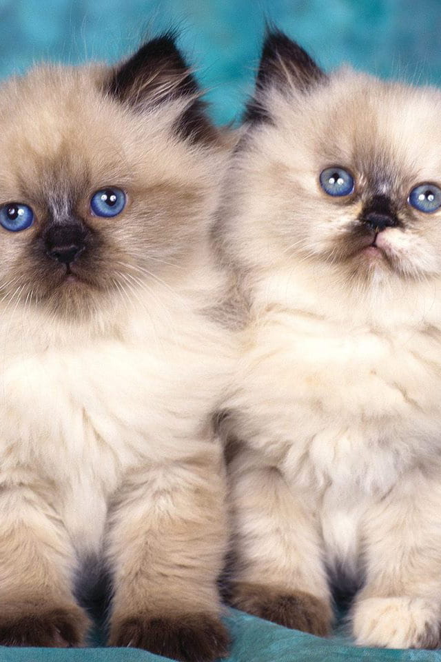 猫咪与仓鼠 萌娘手机壁纸5-12下载