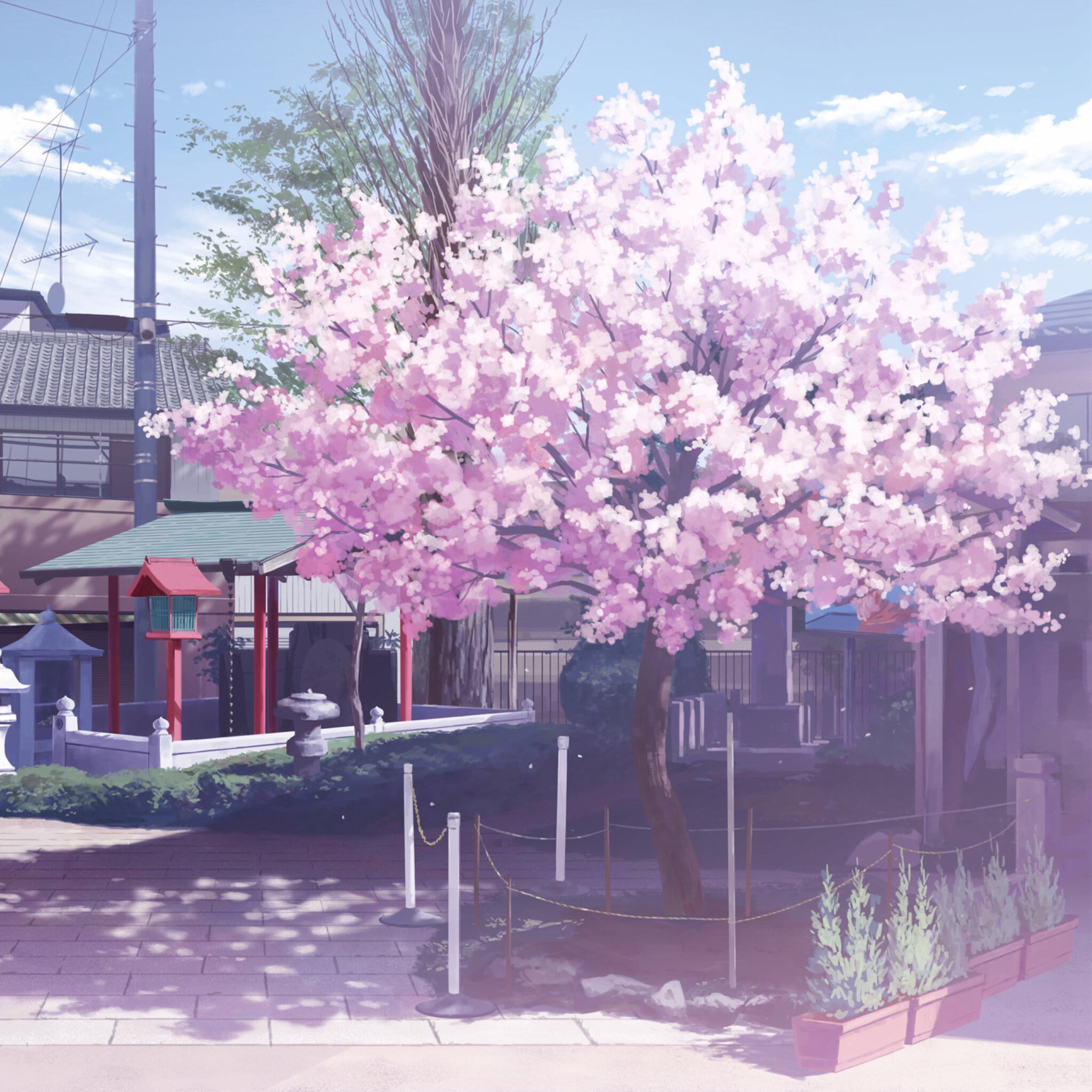 樱花如雨 樱花系列精美大图壁纸下载