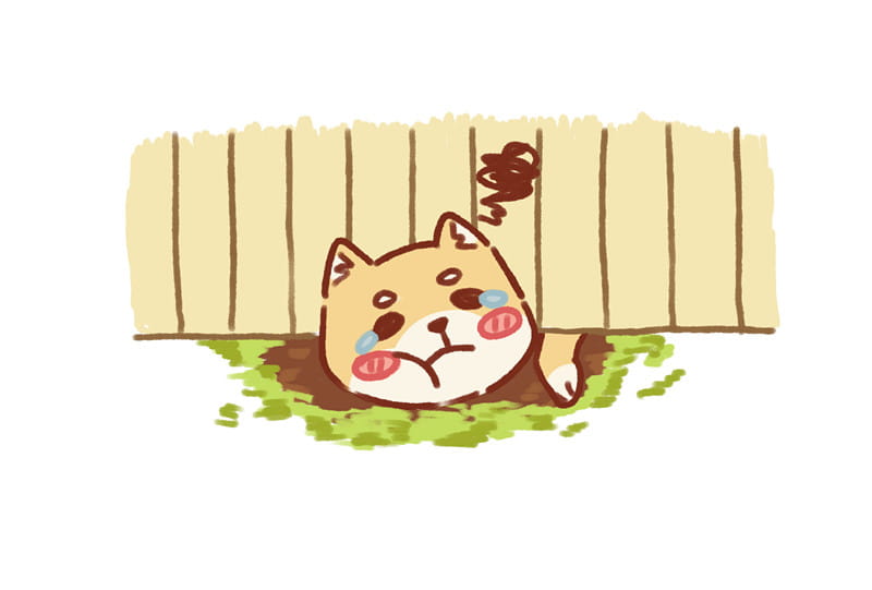 花式被卡的柴犬 可爱的柴犬头像