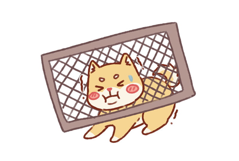 花式被卡的柴犬 可爱的柴犬头像