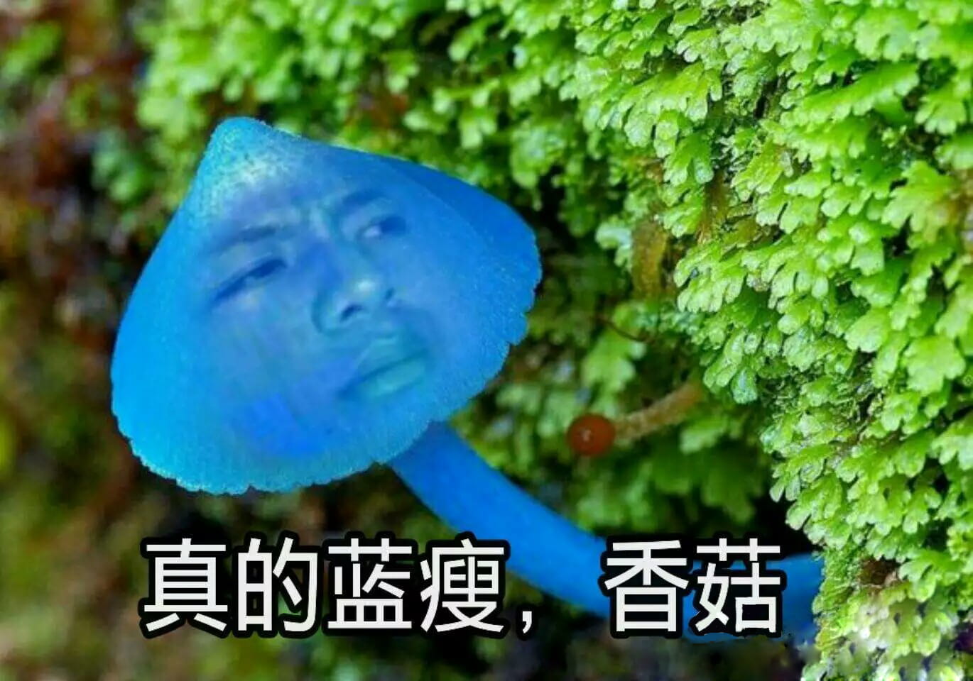蓝瘦香菇 表情包 蓝瘦香菇在这里