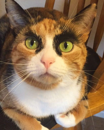 看垃圾的眼神 猫咪表情包下载