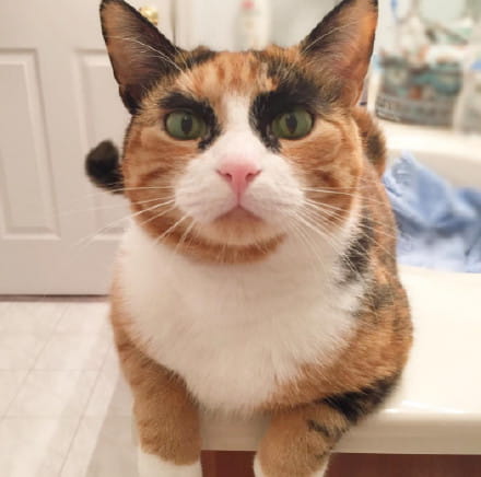 看垃圾的眼神 猫咪表情包下载