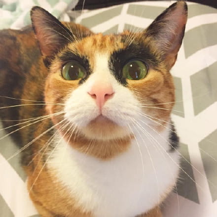 看垃圾的眼神 猫咪表情包下载