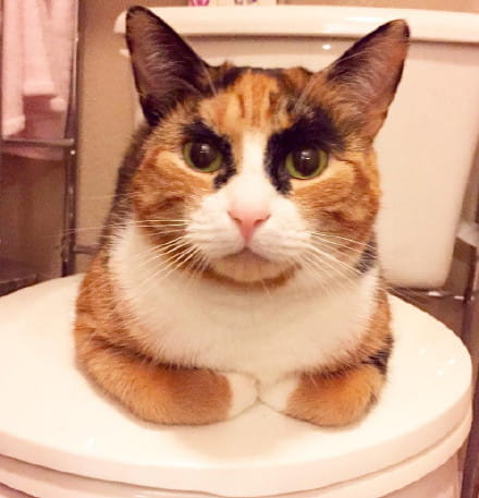 看垃圾的眼神 猫咪表情包下载