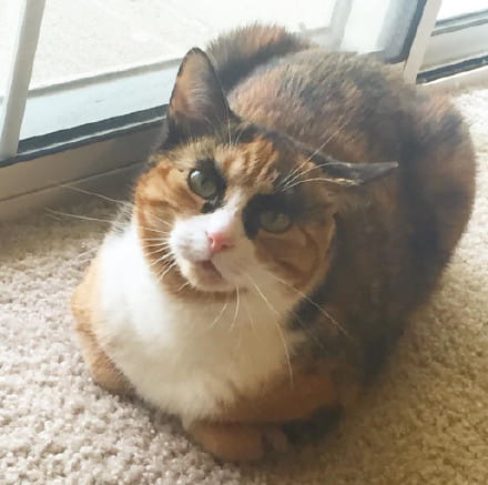 看垃圾的眼神 猫咪表情包下载