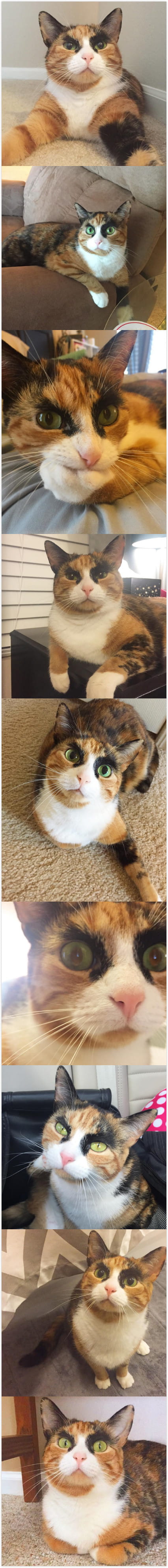 看垃圾的眼神 猫咪表情包下载