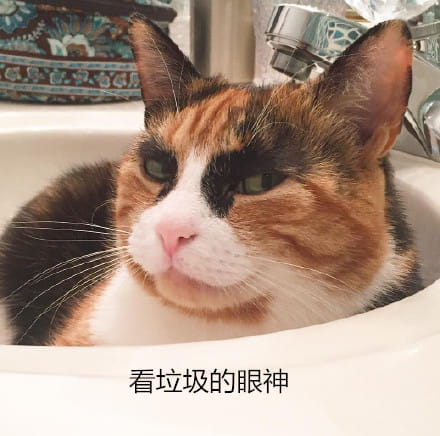 看垃圾的眼神 猫咪表情包下载