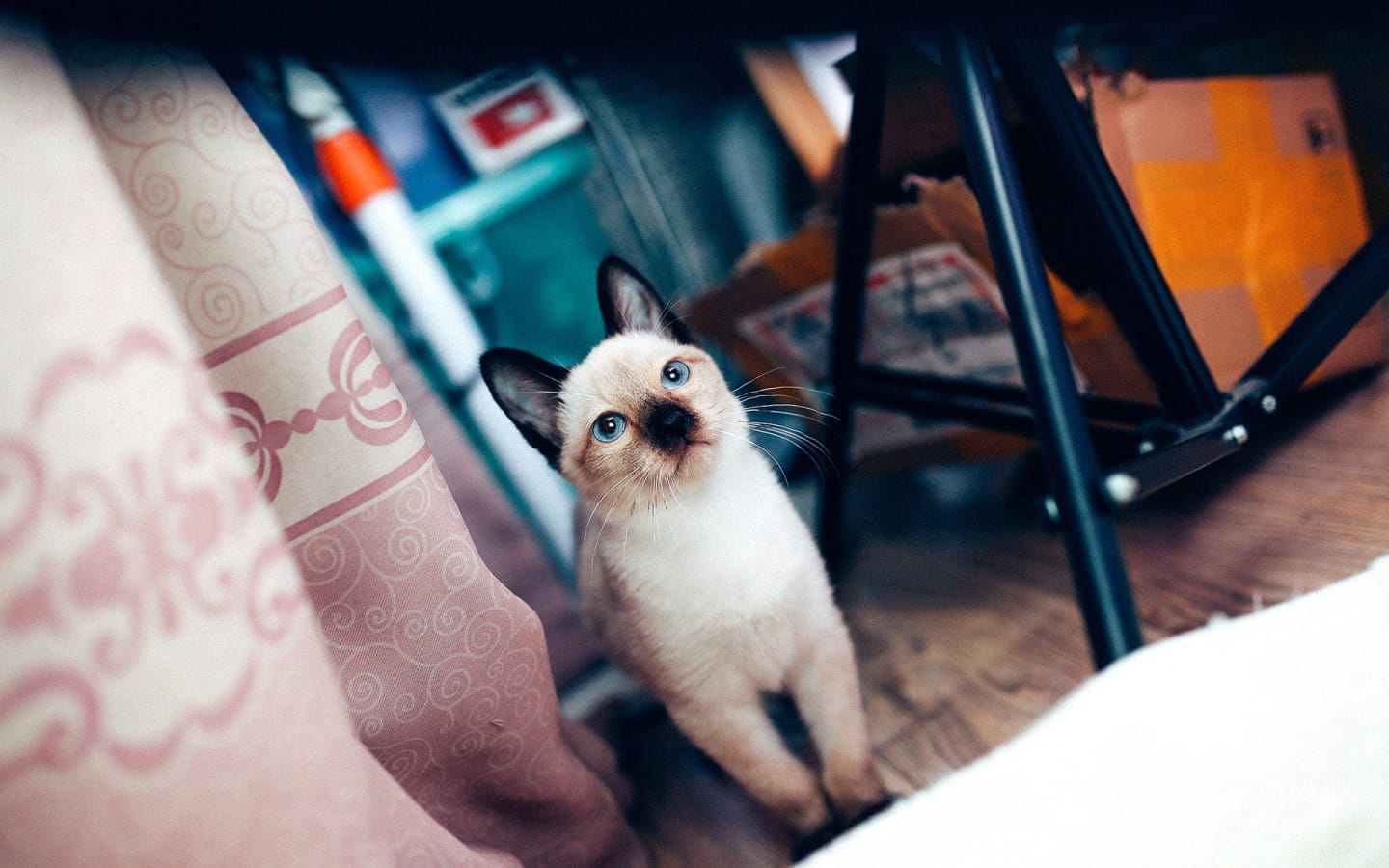 铲屎官专用 萌宠喵星人高清电脑壁纸