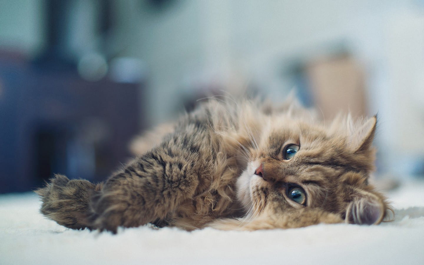 铲屎官专用 萌宠喵星人高清电脑壁纸